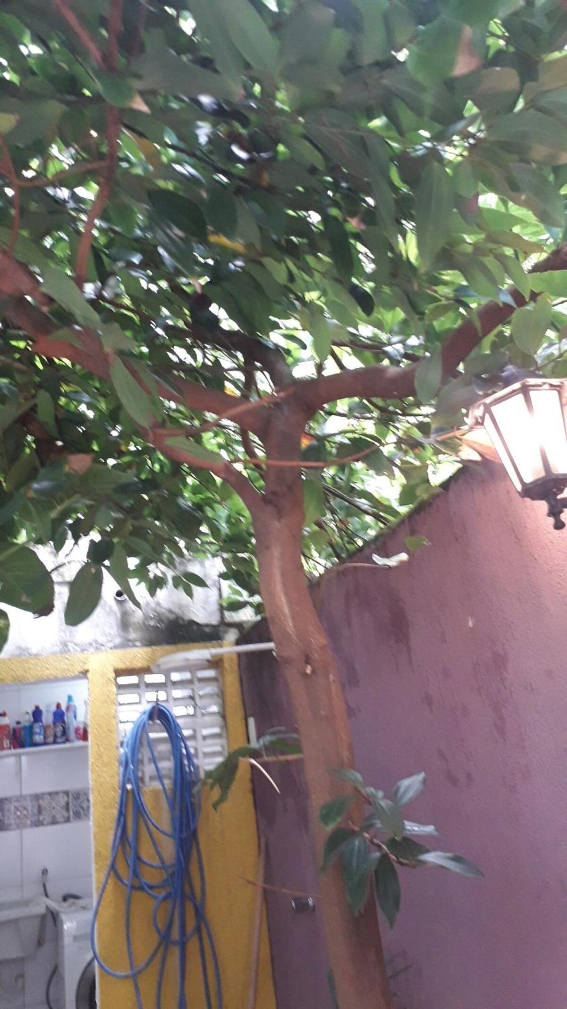 Cinnamon - Canela * Salvador